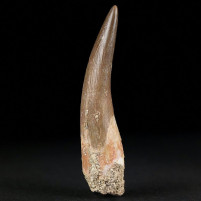 Versteinerter Reptilien Zahn von Plesiosaurus Kreidezeit
