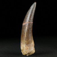 Versteinerter Reptilien Zahn von Plesiosaurus aus der Kreidezeit