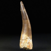 Plesiosaurus Zahn aus der Kreidezeit