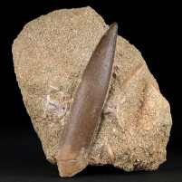 Schöner großer versteinerter Plesiosaurus Zahn Zarafasaura oceanis