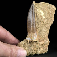 Großer versteinerter Plesiosaurus Zahn Zarafasaura Oberkreide von Marokko