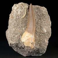 Versteinerter Plesiosaurus Zahn auf Muttergestein aus der Kreidezeit