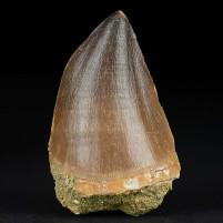 Gut erhaltener versteinerter Mosasaurus Zahn aus der Kreidezeit