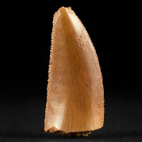 Raubsaurier Zahn von Abelisaurus aus der Kreidezeit