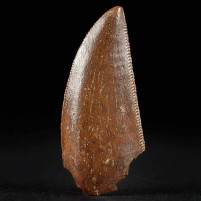Versteinerter Raptor Zahn Abelisaurus sp. aus der Kreidezeit