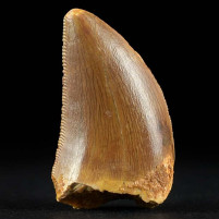 Versteinerter Carcharodontosaurus Zahn aus der Kreidezeit