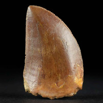 Toller versteinerter Carcharodontosaurus Zahn aus der Kreidezeit