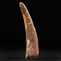 Versteinerter Pterosaurus Zahn aus der Kreidezeit von Marokko