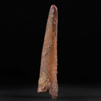 Versteinerter Pterosaurus Zahn 4,1 cm Kreidezeit von Marokko