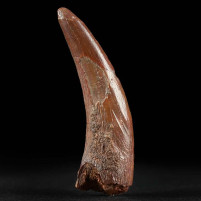 Versteinerter Flugsaurier Zahn von Coloborhynchus morocensis