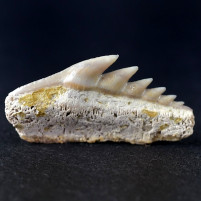 Versteinerter Haifisch Zahn Hexanchus gigas aus Chile