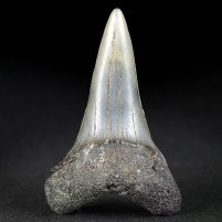 Versteinerter Unterkiefer Haifisch Zahn von Cosmopolitodus hastalis