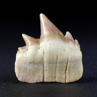 Notidanodon loozi versteinerter Oberkiefer Haizahn aus Marokko