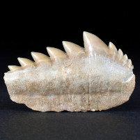 Versteinerter Haizahn von Notidanodon loozi Kammerzahnhai 