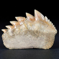 Versteinerter Haifischzahn Notidanodon loozi