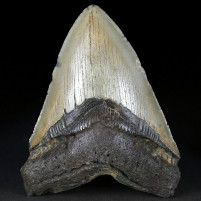Sehr großer versteinerter Megalodon Haifisch Zahn zum Kaufen
