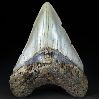 Großer versteinerter Megalodon Riesenhai Zahn