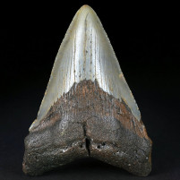 Gut erhaltener Megalodon Haifisch Zahn aus South Carolina