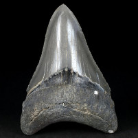 Erstklassiger versteinerter Megalodon Haifisch Zahn