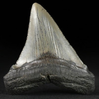 Versteinerter Riesenhai Zahn Otodus megalodon