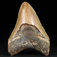 Toller versteinerter Megalodon Haizahn 11 cm zum Kaufen
