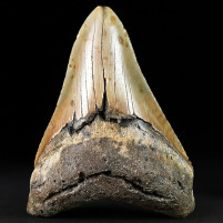 Versteinerter Riesenhai Zahn Otodus megalodon