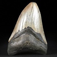 Großer versteinerter Riesenhai Zahn Otodus megalodon