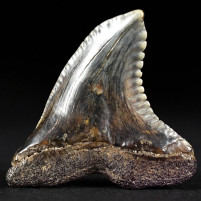 Fossiler Haifisch Zahn Hemipristis serra Miozän