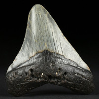 Otodus megalodon Haifisch Zahn aus South Carolina