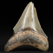 Versteinerter Haifisch Zahn Otodus megalodon