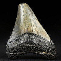 Megalodon Haifisch Zahn