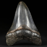 versteinerter Haifisch Zahn von Otodus megalodon