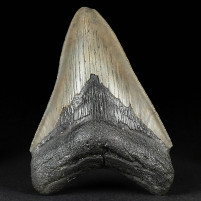 Schöner versteinerter Megalodon Haizahn aus dem Miozän