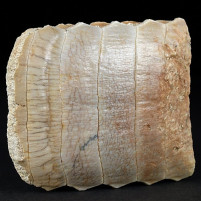 Gut erhaltene versteinerte Rochenkauplatte Myliobatis rexoni