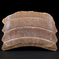 Versteinerte Rochenkauplatte von Myliobatis dixoni aus dem Eozän
