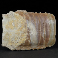 Eindrucksvolle versteinerte Rochenkauplatte Myliobatis aus dem Eozän