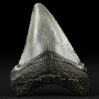 Versteinerter Haifischzahn von Otodus megalodon
