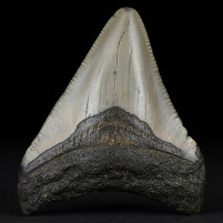 Fossilien versteinerter Megalodon Haizahn