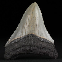Eindrucksvoller versteinerter Megalodon Haizahn