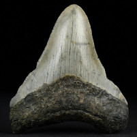 Versteinerter Riesenhai Zahn von Otodus megalodon