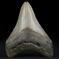 Fossilien Geschenksideen versteinerter Megalodon Haizahn