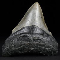 Megalodon Haizahn aus dem Miozän von South Carolina