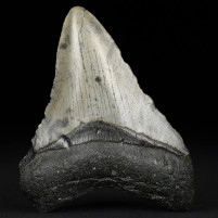 Megalodon Riesenhai Zahn 