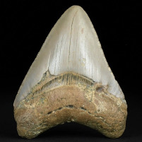 Schöner versteinerter Riesenhai Zahn Otodus megalodon