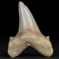 Fossilien seltener versteinerter Haifisch Zahn Otodus Sokolovi