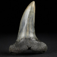 Großer versteinerter Makohai Zahn von Isurus desori Miozän
