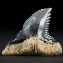 Hemipristis serra versteinerter Haifisch Zahn