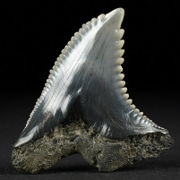 Versteinerter Wieselhai Zahn Hemipristis serra aus Florida