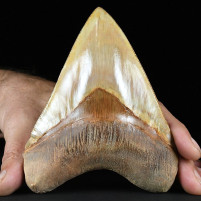 Riesiger perfekt erhaltener Megalodon Haizahn aus Indonesien