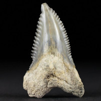 Fossilien Haifisch Zähne Miozän Hemipristis serra